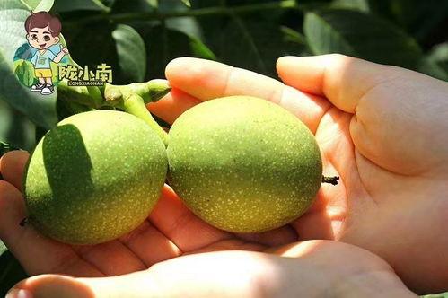 成县吃瓜网红,揭秘当地美食文化 第1张 成县吃瓜网红,揭秘当地美食文化 第1张